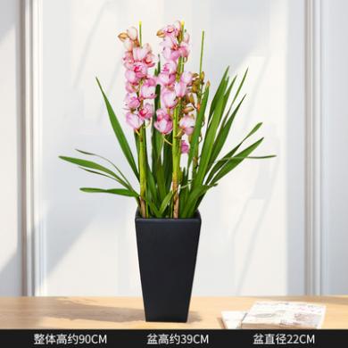 大花蕙兰植物盆栽室内观花四季好养花卉兰花新品观花 芳青绿购